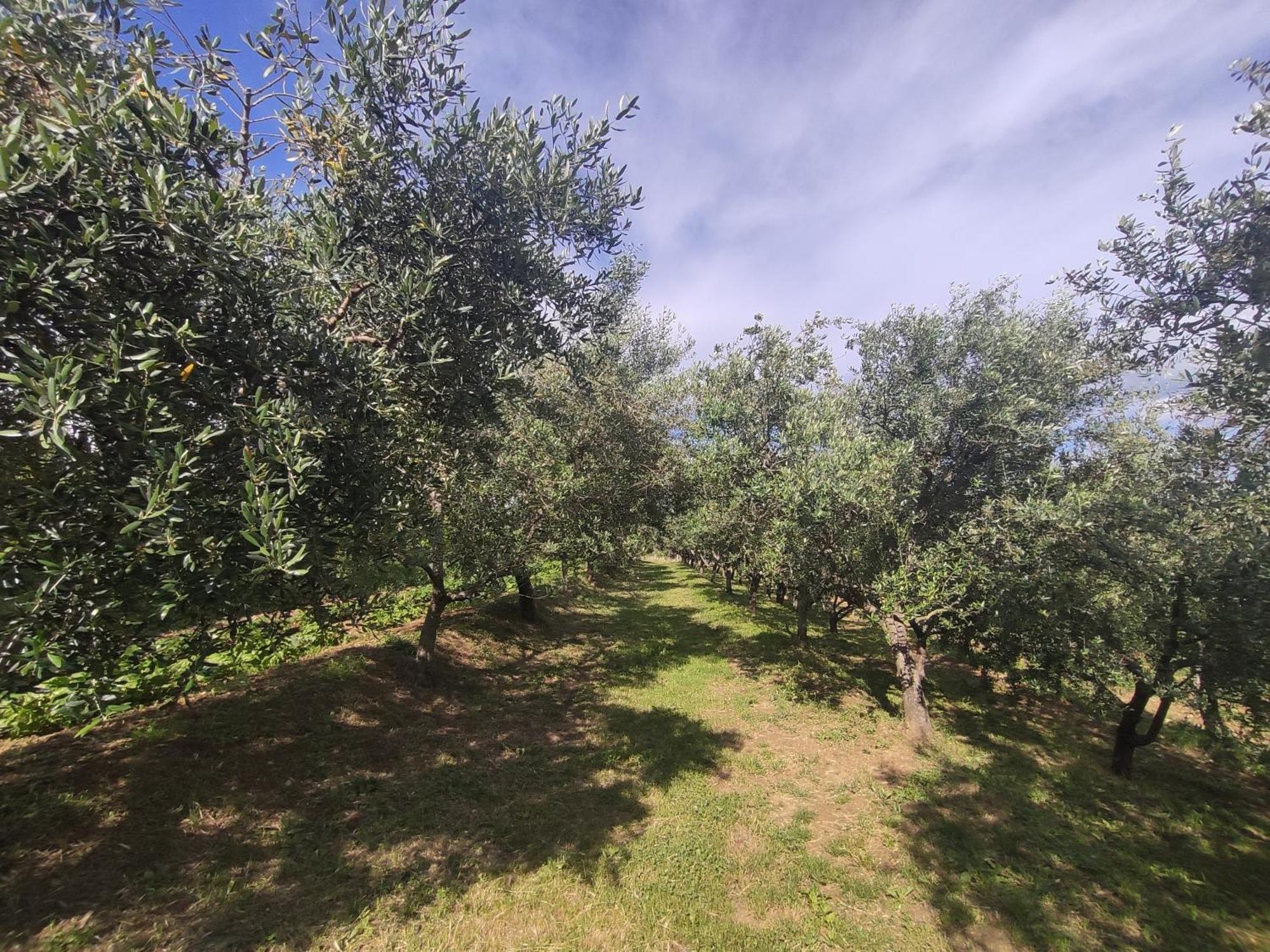 Lägenhet Romana Grožnjan