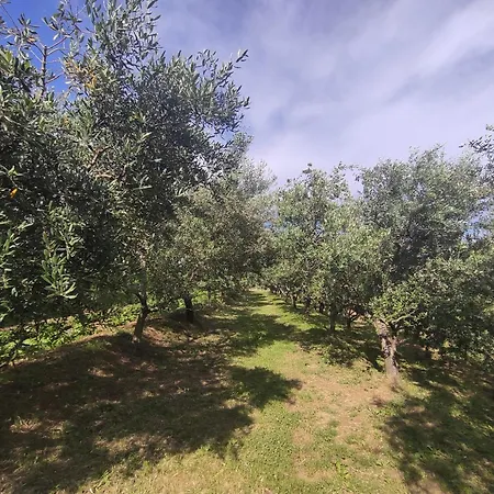 Apartman Villa Romana Grožnjan Exterior foto